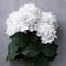 White Hydrangea Bush by Ashland®